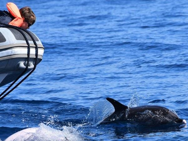 Family whale and dolphin vacation in the Azores