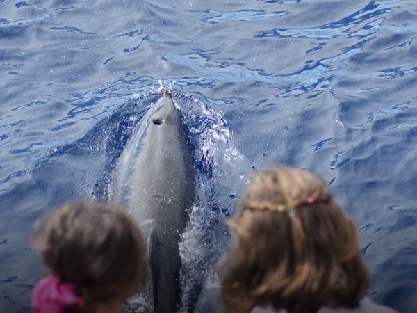 Family whale and dolphin vacation in the Azores