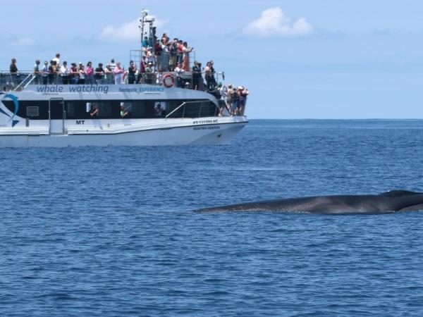 Azores family winter vacation, whale watching & walking