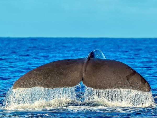 Azores whale watching and walking vacation