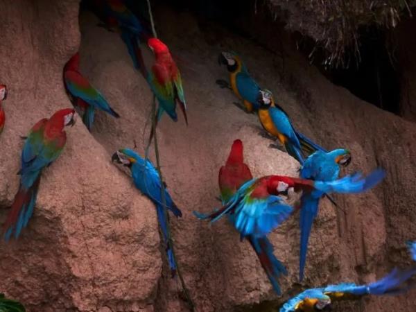 Peru highlands and wild Amazon adventure