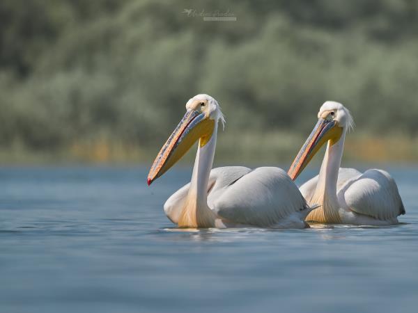 Private bird watching and photography tour, Romania