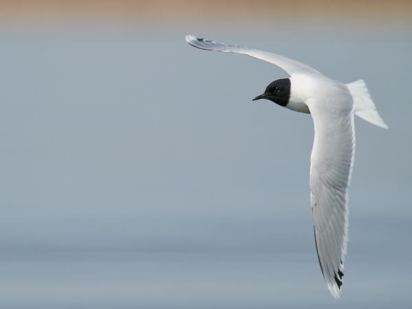 Private bird watching and photography tour, Romania