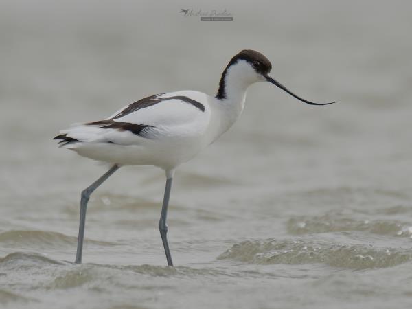 Private bird watching and photography tour, Romania