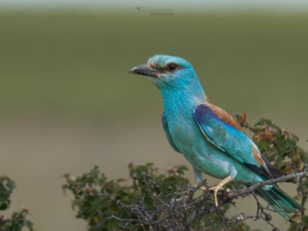Private bird watching and photography tour, Romania