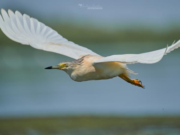 Private bird watching and photography tour, Romania
