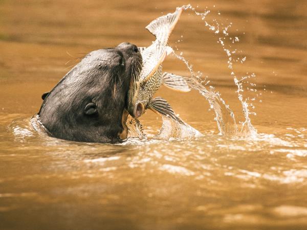 Pantanal self drive vacation, Brazil