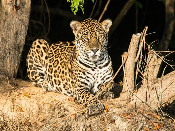 Pantanal self drive vacation, Brazil