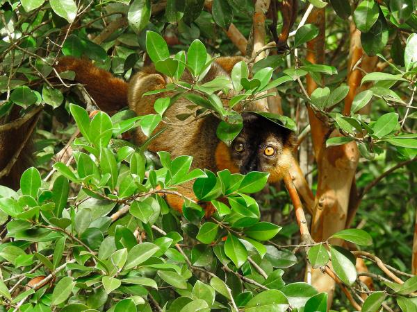 Lemur conservation project in Madagascar