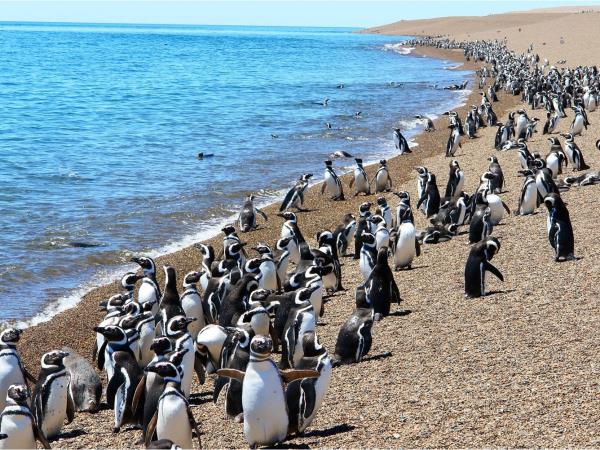 Argentina wildlife highlights tour