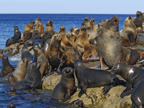 Argentina wildlife highlights tour