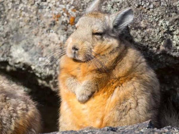 South America big cat expedition