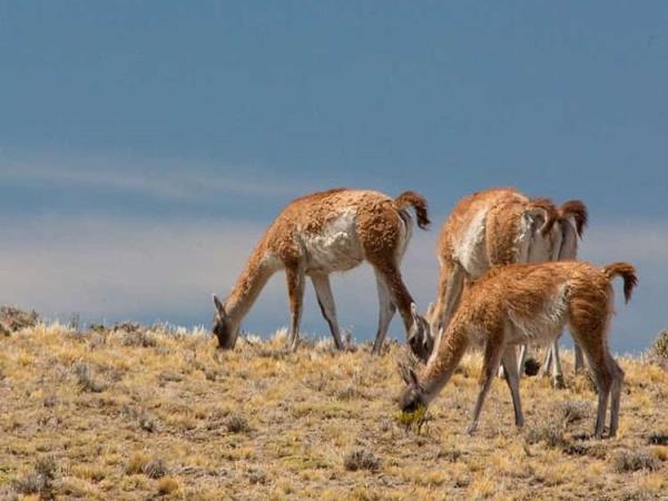 South America big cat expedition