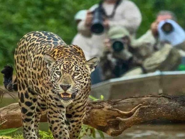 South America big cat expedition