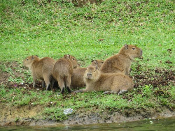 South America big cat expedition