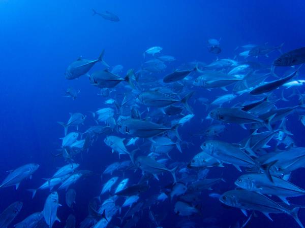 Red Sea liveaboard dive safari 