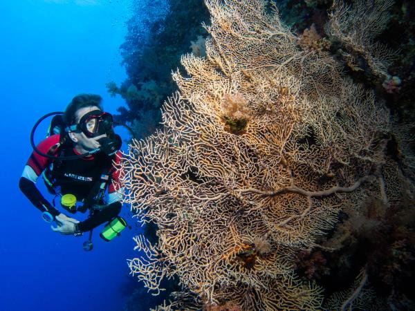 Red Sea liveaboard dive safari 