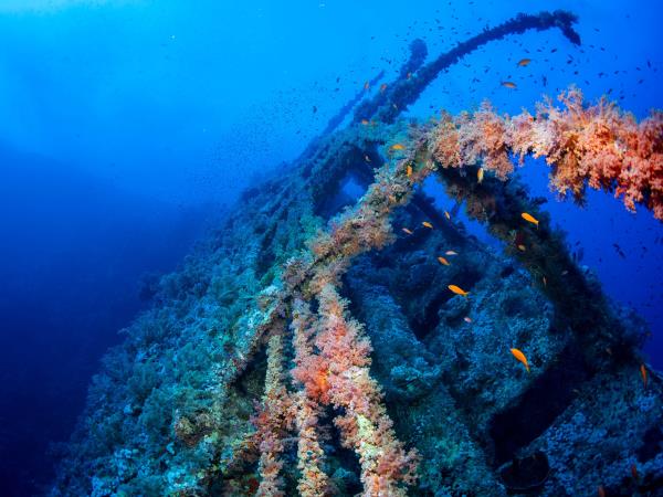 Red Sea liveaboard dive safari 