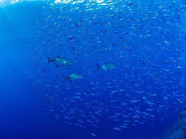 Red Sea liveaboard dive safari 