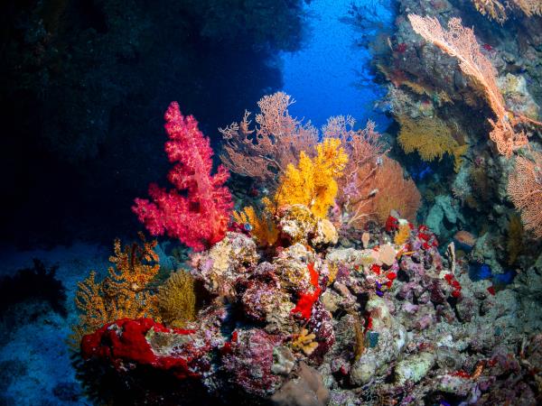 Red Sea liveaboard dive safari 