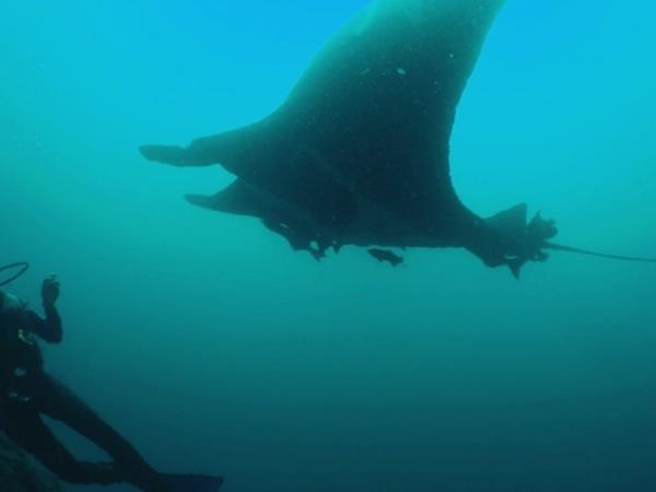 Galapagos diving tour