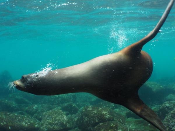 Galapagos diving tour