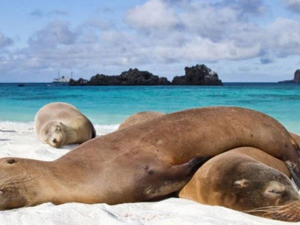 Galapagos diving tour