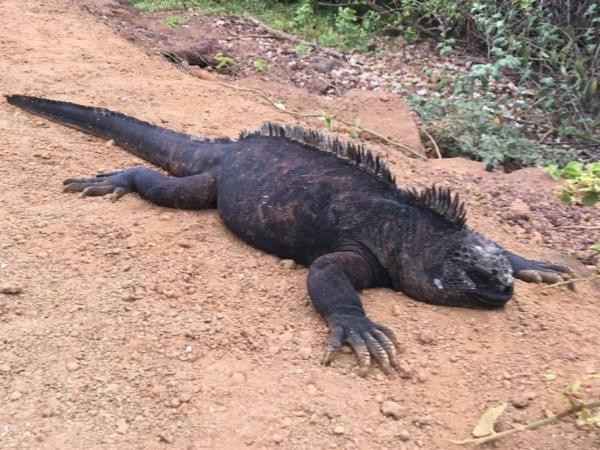 Galapagos diving tour