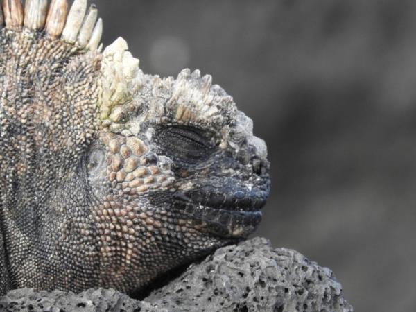 Galapagos Islands multi activity vacation