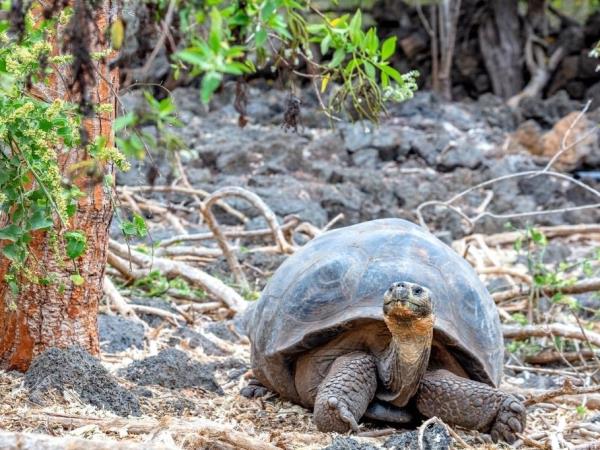 Galapagos Islands multi activity vacation