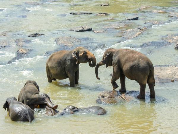 Sri Lanka culture and wildlife boutique vacation