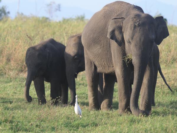 Sri Lanka culture and wildlife boutique vacation