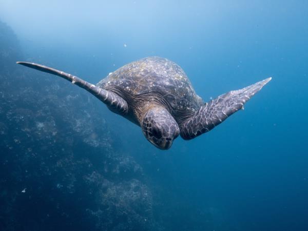 The best of Ecuador wildlife vacation
