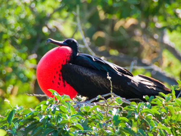 Ecuador and Galapagos family vacation