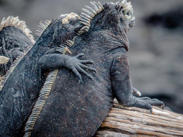 Ecuador and Galapagos family vacation