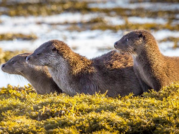 Autumn Inner Hebrides cruise, Scotland