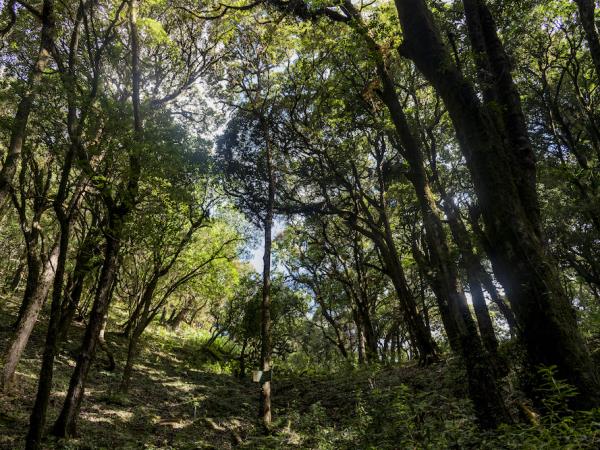 Nagaland walking vacation in India