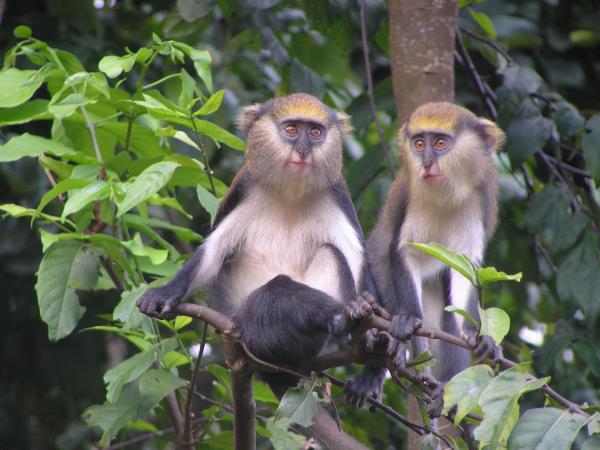 Cultural vacation in Ghana, Togo and Benin