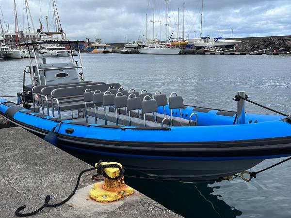 Blue whale watching in the Azores, Pico Island