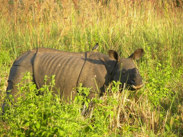 North East India tour, Assam & Meghalaya