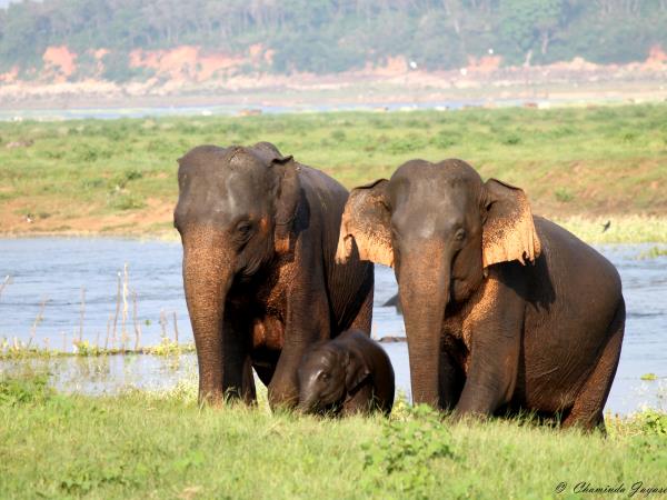 Family vacations to Sri Lanka