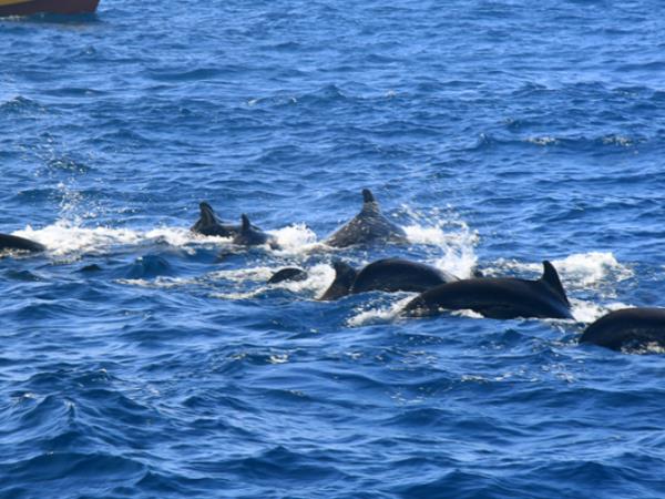 Family vacations to Sri Lanka