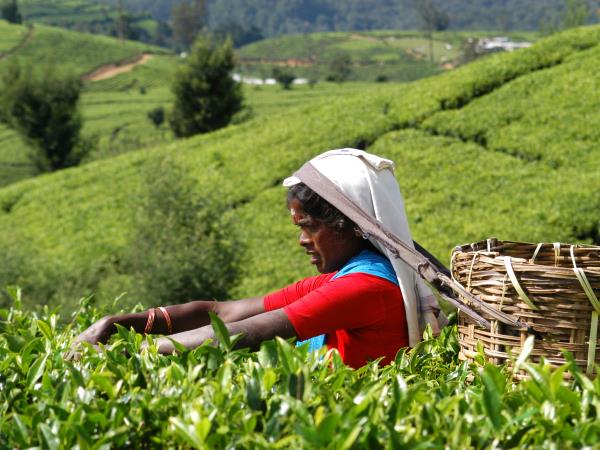 Family vacations to Sri Lanka