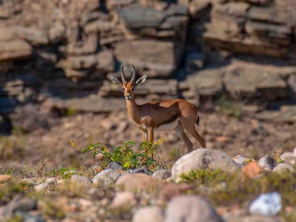 Oman guided walking vacation