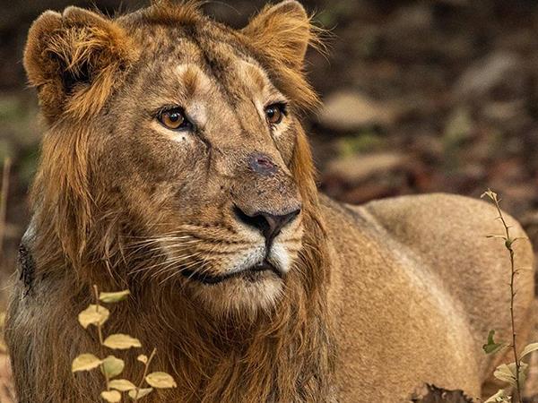 India safari vacation, lions tigers & bears