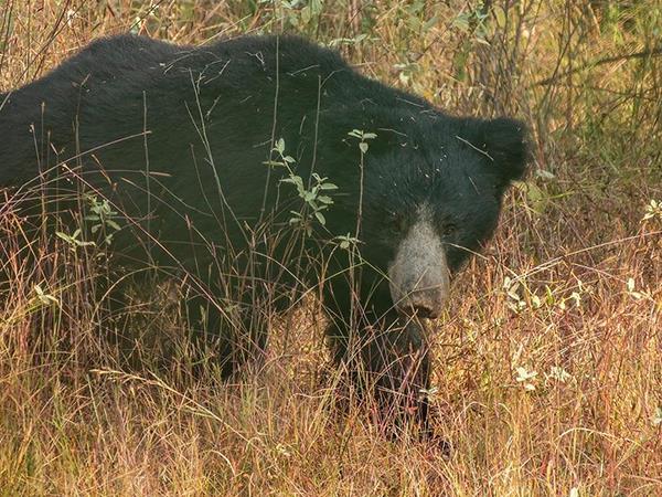 India safari vacation, lions tigers & bears