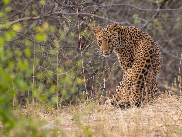 India safari vacation, lions tigers & bears