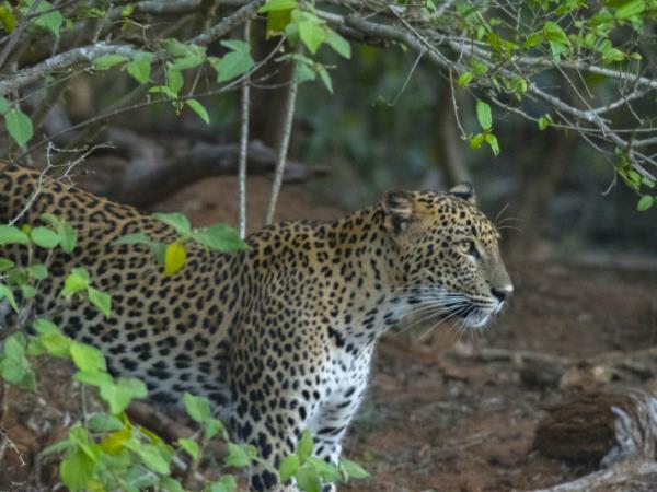 Sri Lanka tailor made vacation, 2 weeks