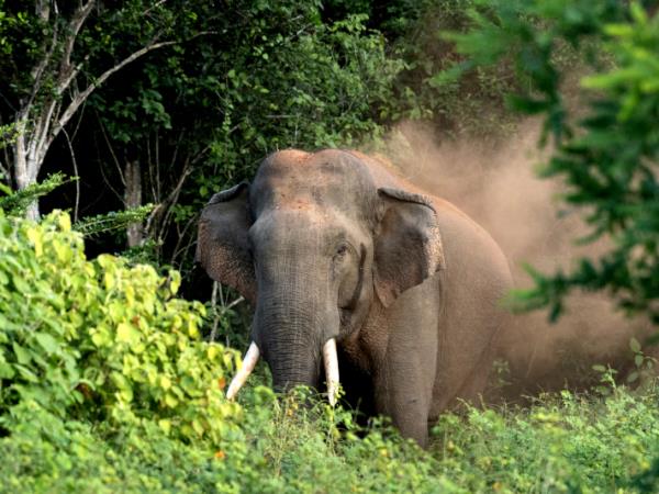 Sri Lanka tailor made vacation, 2 weeks