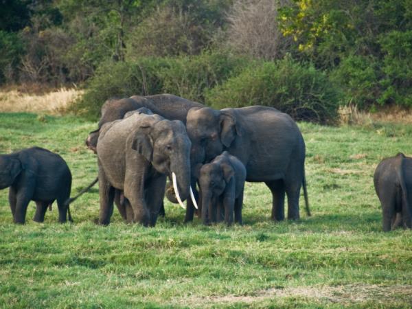 Sri Lanka family vacation, 14 days
